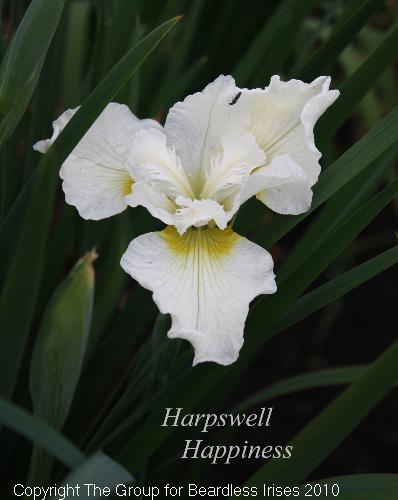 Harpswell Happiness 